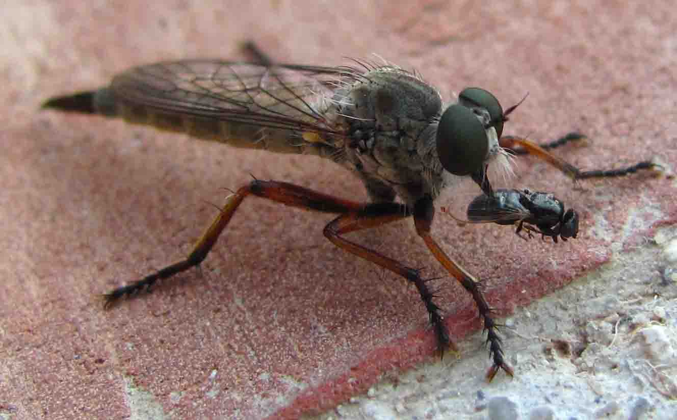 asilidae madonie (Pa)